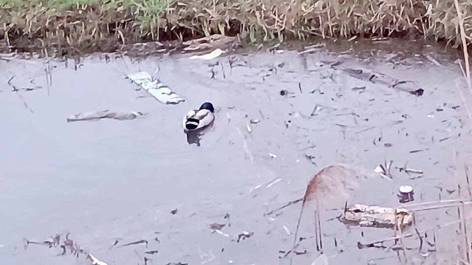 Am Ende der Südwieke sammelt sich der Müll, und mittendrin schwimmt eine Ente. Foto: privat