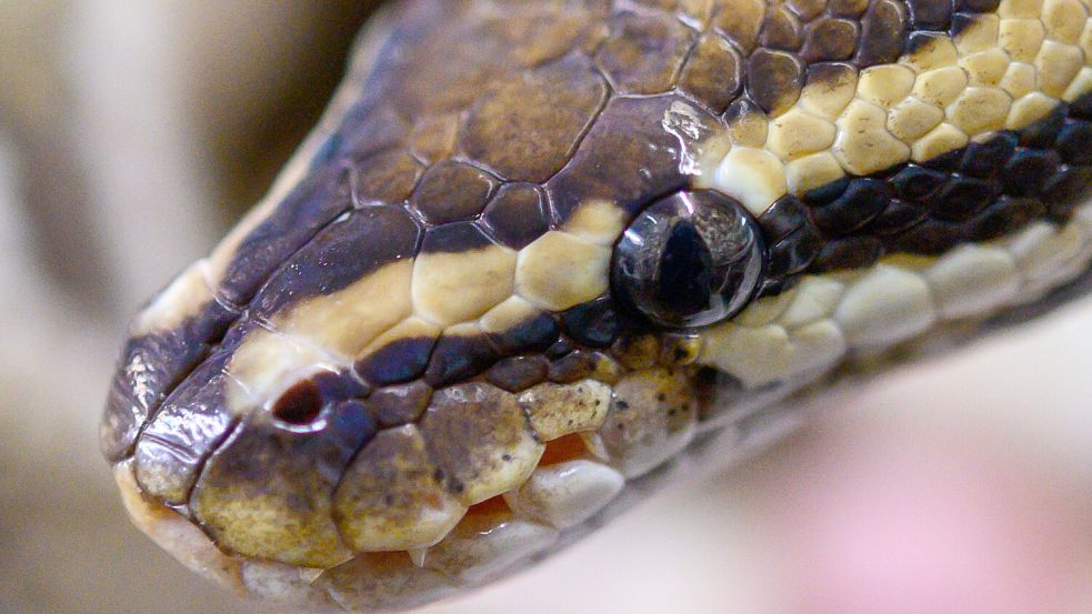 Forscher empfehlen die Schlangenzucht anzutreiben, damit künftig mehr Schlangenfleisch als Nahrung angeboten werden kann. Foto: dpa/Christophe Gateau