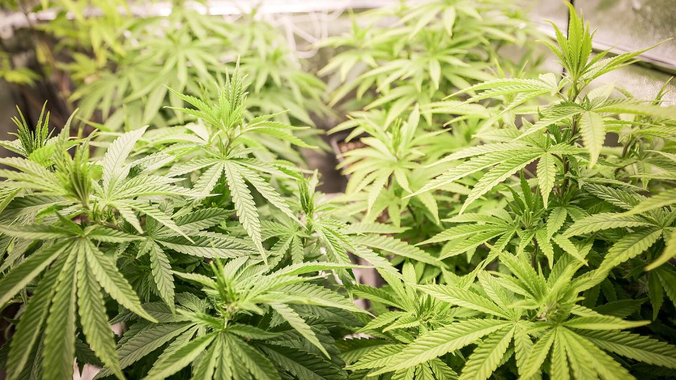 Cannabis könnte bald legal werden. Doch Gesundheitsminister Lauterbach (SPD) warnt: Bei Verzögerungen durch den Bundesrat könnte noch das ganze Vorhaben scheitern. Foto: dpa/Christian Charisius