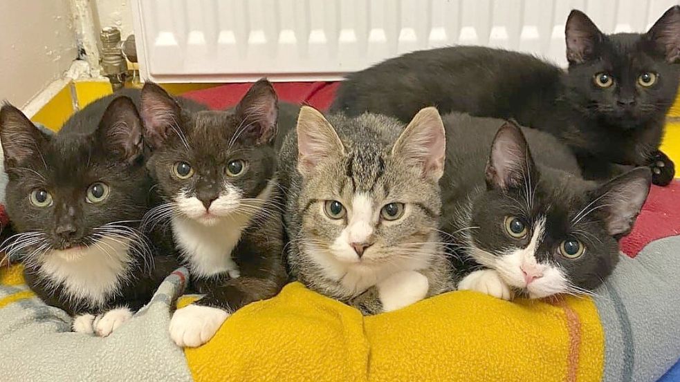 Niedlich sehen sie aus: Im Tierheim Sedelsberg gibt es trotz Kastrationsverordnung im Landkreis Cloppenburg noch viele Katzen. Archivfoto: Tierheim Sedelsberg