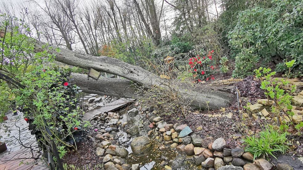 Dieser große Baum ist am Leda-Jümme-Weg in Langholt umgestürzt. Foto: Feuerwehr