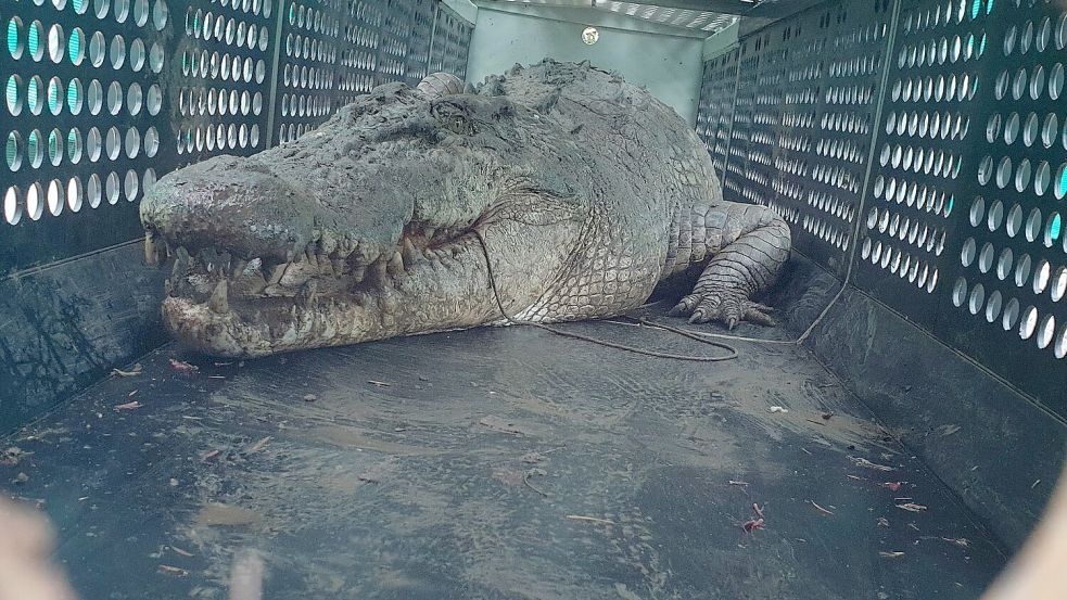Die gefangenen Krokodile sollen in einer Krokodilfarm oder einem Zoo untergebracht werden. Foto: PR IMAGE