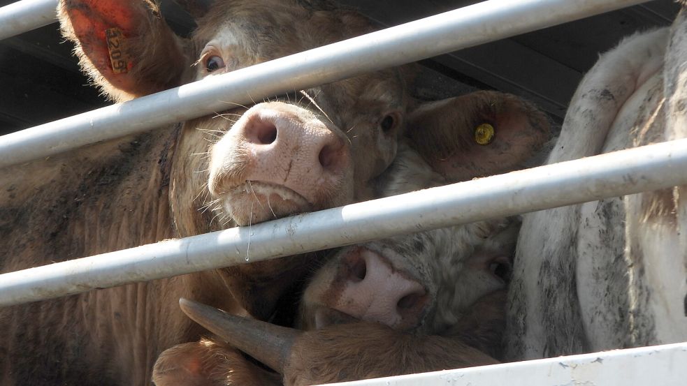 Tiertransporte in der EU: Wann sind sie dem Vieh noch zuzumuten, wann beginnt das Elend? Foto: picture alliance/dpa/Animal Welfare Foundation