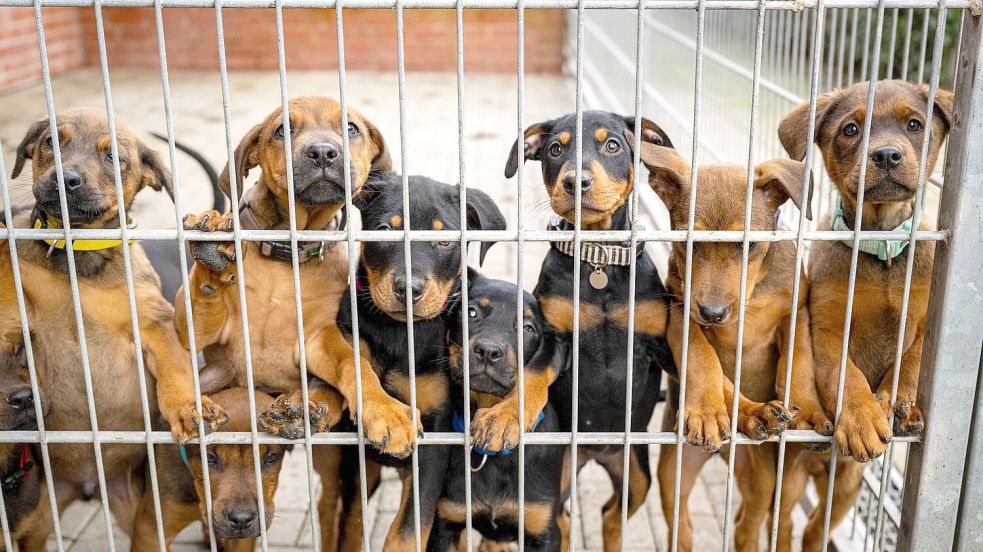 Hunde lehnen an dem Gitter eines Zwingers in einem Tierheim. Viele deutsche Tierheime sind überfüllt, manche haben sogar einen Aufnahmestopp verhängt. Foto: Sina Schuldt/dpa