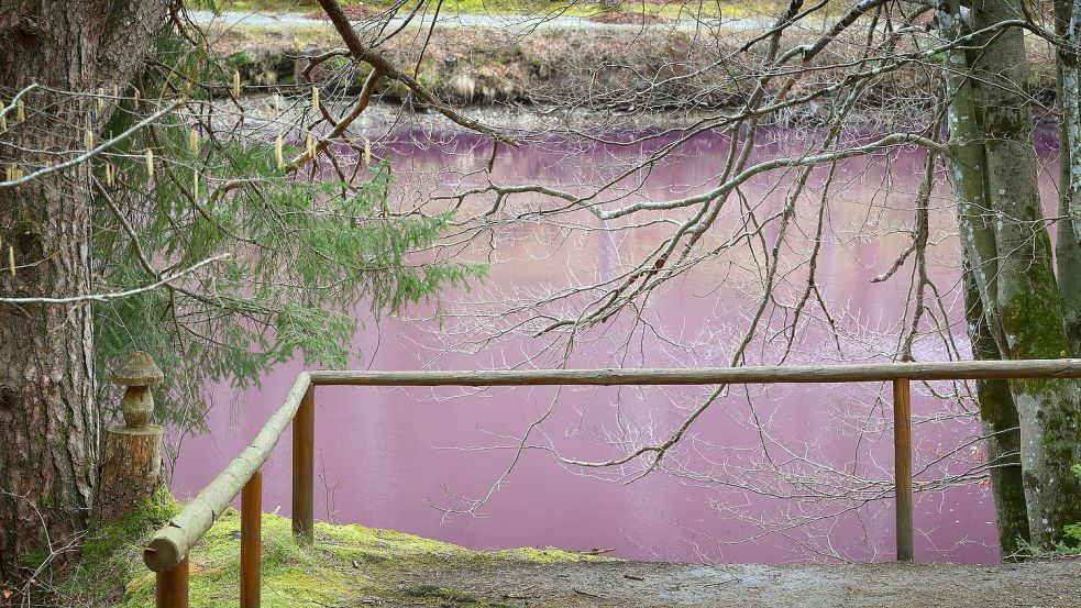 Spezielle Bakterien färbten diesen Weiher im Allgäu bereits 2020 ganz in Lila. Foto: dpa/Karl-Josef Hildenbrand
