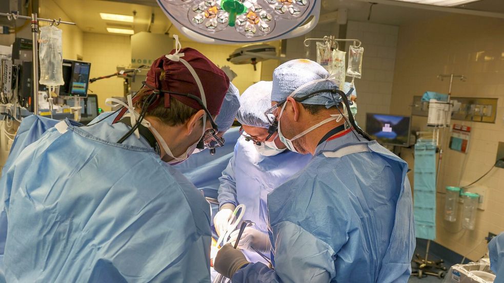 Im Massachusetts General Hospital haben Ärzte einem Patienten eine Schweineniere transplantiert. Foto: Michelle Rose/Massachusetts General Hospital/dpa