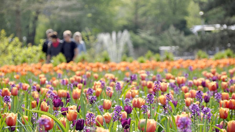 Zum Saisonauftakt werden die Besucher mit Frühjahrsblühern begrüßt. Foto: Park der Gärten