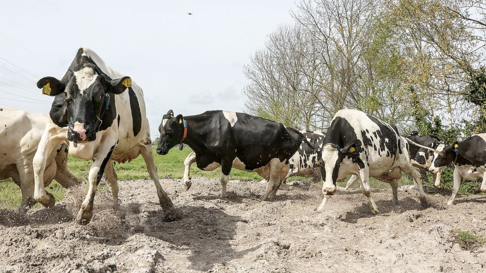 Für die Kühe auf dem Filsumer Hof von Anne und Ralf Collmann geht es an diesem Wochenende wieder auf die Weide: Foto: Hock