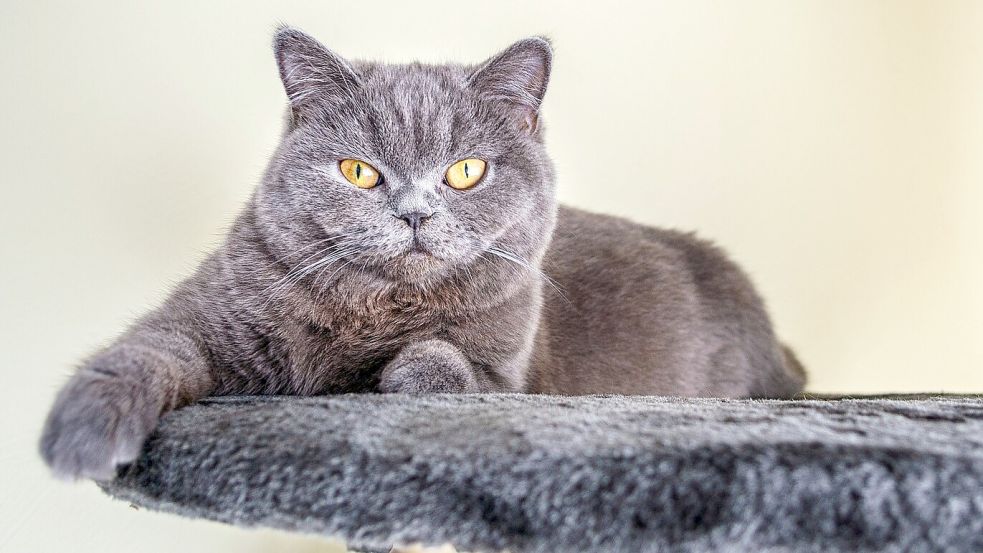 Katzen warten derzeit im Tierheim Stapelmoor auf ein Zuhause. Symbolfoto: Pixabay