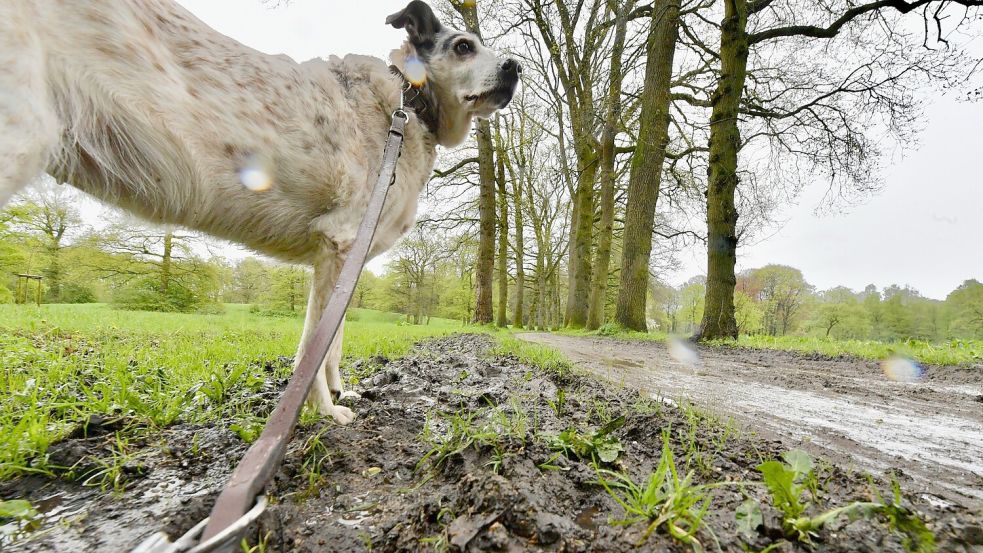 Wer derzeit im Julianenpark mit oder ohne Hund spazieren geht, braucht festes Schuhwerk. Foto: Ortgies