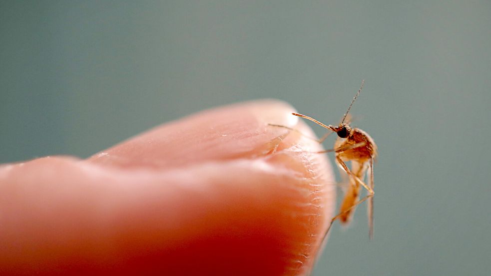 Sommerzeit bedeutet auch Mückenzeit. Foto: IMAGO/Shotshop