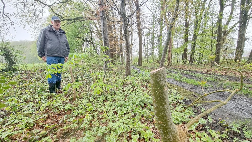 Unbekannte haben im sogenannten Kaiserwäldchen in Leer wahllos zahlreiche junge Bäume gekappt. Herbert Markus steht bei einer Kastanie, die bis vor kurzem noch deutlich größer war. Foto: Bothe