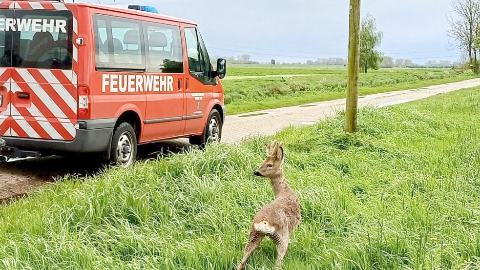 Wieder fit: Das Reh blieb augenscheinlich unverletzt. Foto: Feuerwehr Weener/Rand