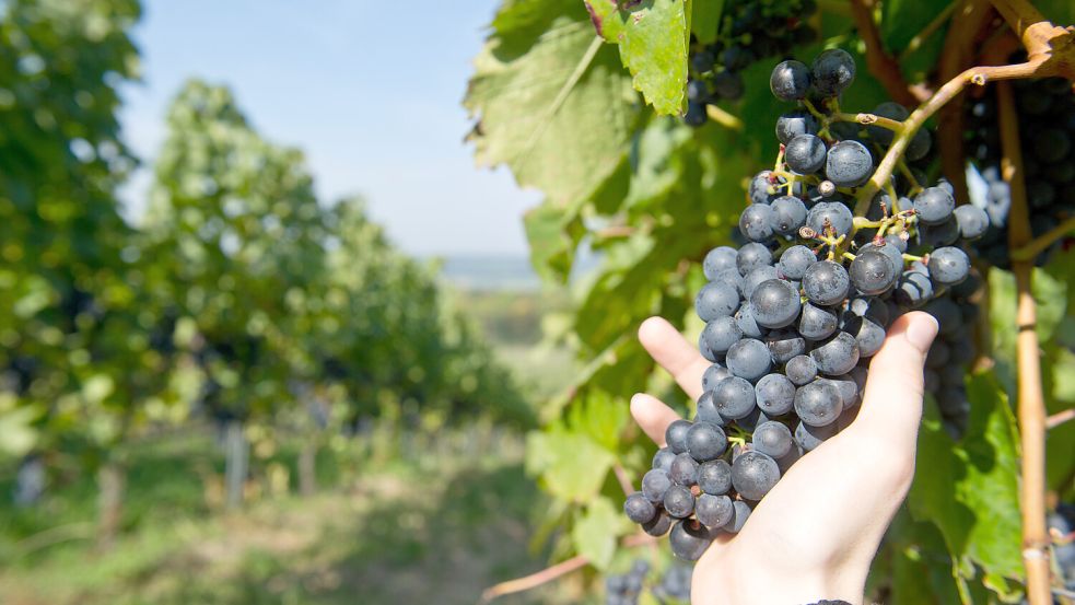 Der Weinbau in Deutschland steckt nach Aussage von Bauernpräsident Joachim Rukwied, selbst Winzer, in seiner tiefsten Krise seit Jahrzehnten. Foto: Tobias Kleinschmidt/dpa