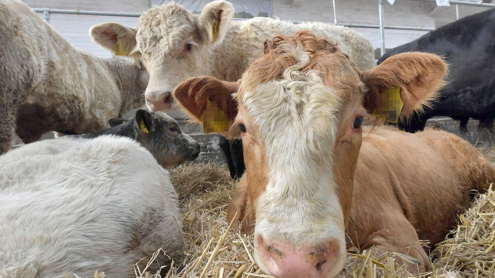 Tierschützer schauten sich beim Galliviehmarkt in Leer um – und erhoben Vorwürfe. Foto: Ortgies/Archiv