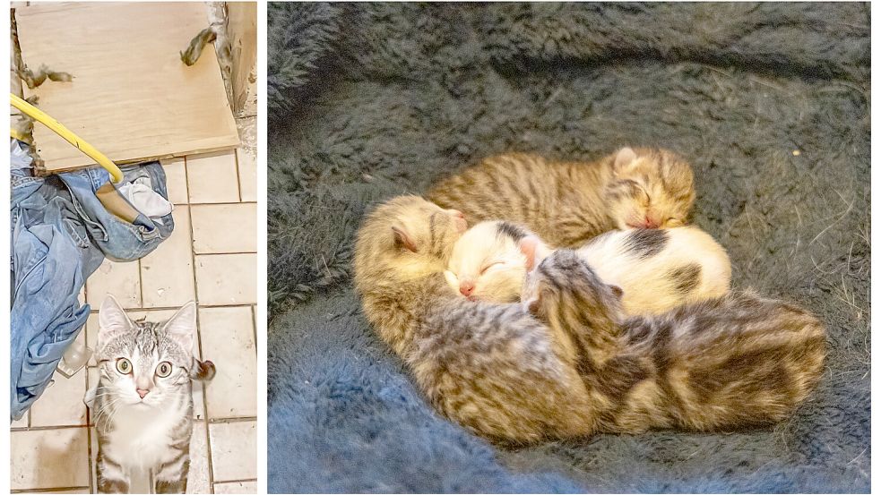 Die Katzen in der Osnabrücker Mietwohnung. Foto: Klaus Spielbüchler/Gut Aiderbichl