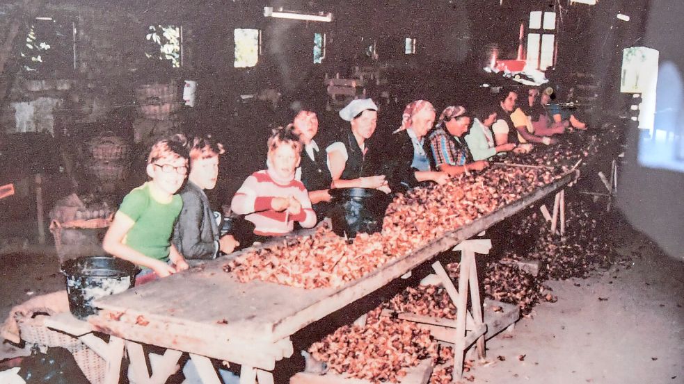 Nicht nur Frauen waren fürs Reinigen der Tulpenzwiebeln zuständig. Auch Schulkinder aus Landschaftspolder verdienten sich damit ein kleines Taschengeld. Foto: Dollard-Museum