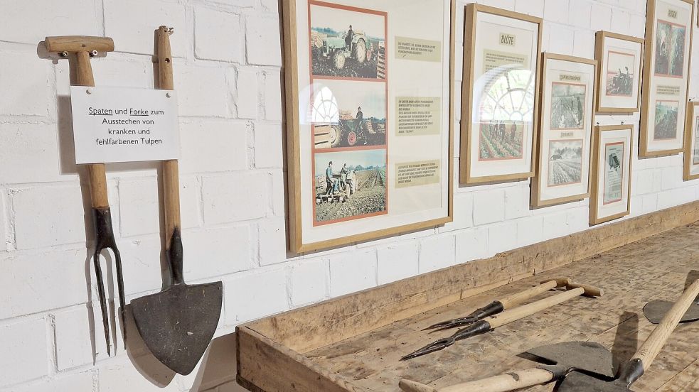 Ein Teil der Ausstellung im Dollard-Museum in Bunde ist der Blütezeit der Tulpenzwiebelgewinnung gewidmet. Viele alte Maschinen, Geräte und Fotos aus der Zeit sind dort zu sehen. Foto: Gettkowski