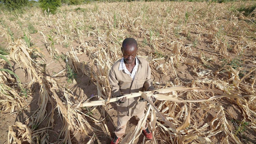 James Tshuma, ein Bauer im Südwesten Simbabwes, im März 2023 inmitten seines ausgetrockneten Feldes. Foto: Tsvangirayi Mukwazhi/AP/dpa
