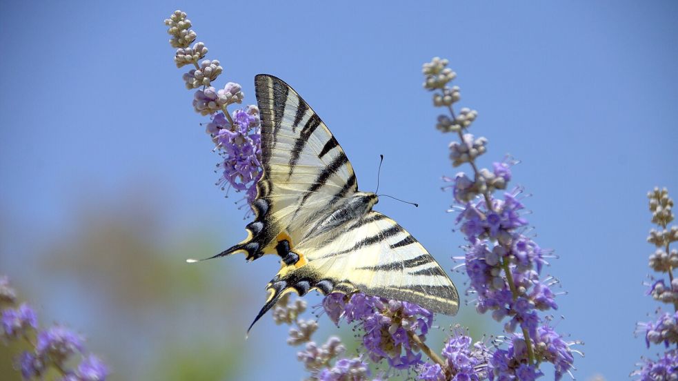 Bildunterschrift: Der Segelfalter liebt die nektarreichen Blüten von Nachtviole (Hesperis) und Lavendel. Foto: GMH/Bettina Banse