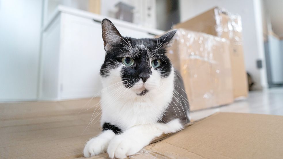 Die Katze aus einer Familie in Utah hatte sich unbemerkt in der Postsendung versteckt. Foto: IMAGO/Bihlmayerfotografie