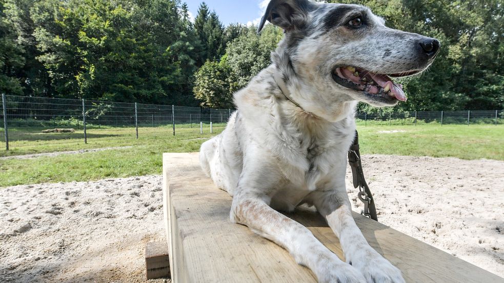 Achtung Kontrolle: In Barßel gibt es einen Hundekontrolleur. Wie sieht es in den anderen Gemeinden aus? Symbolfoto: Ortgies/Archiv