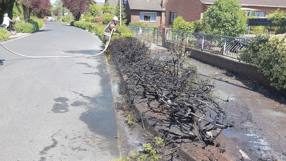 Zurück blieb verkohltes Geäst. Foto: Wolters