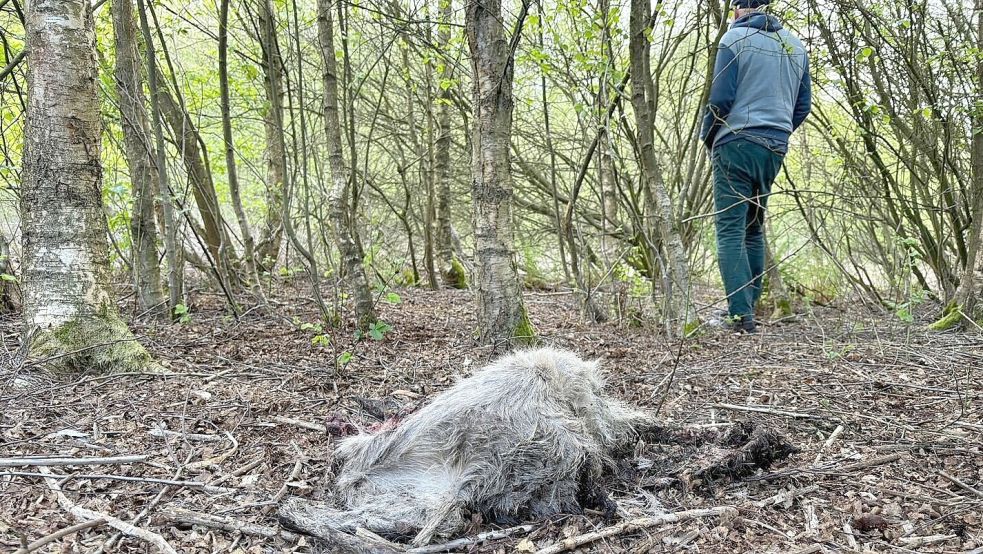 Eines der toten Rehe liegt offen auf dem Waldboden. Foto: Janßen