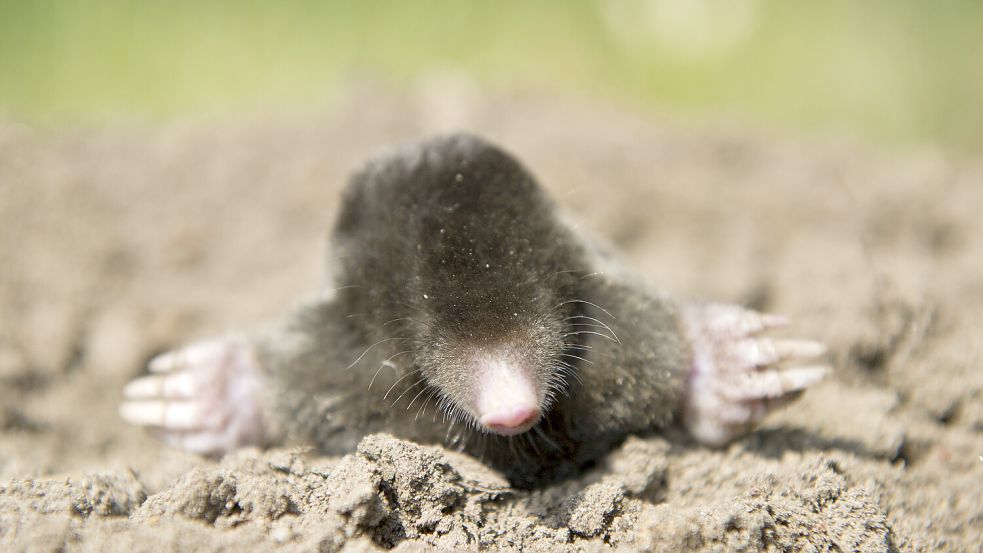 Maulwurfshügel im Rasen sind ärgerlich. Doch die Bekämpfung der Maulwürfe ist schwierig, denn diese sind streng geschützt. Foto: dpa-Zentralbild