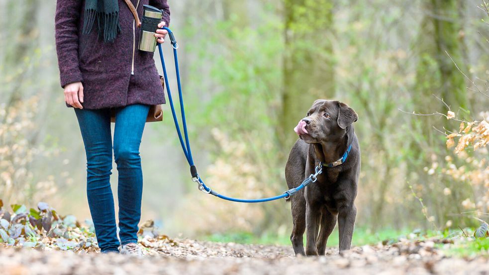 Wie viele Hunde sind in der Samtgemeinde Hesel nicht angemeldet? Das soll mit einer Zählung ermittelt werden. Foto: Christophe Gateau/dpa