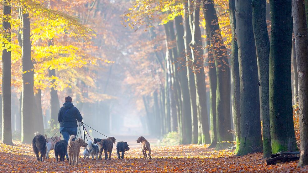 Es gibt durchaus Hundehalter in der Samtgemeinde Hesel, die bisher für ihre Vierbeiner keine Steuern gezahlt hatten. Foto: ahavelaar / stock.adobe.com