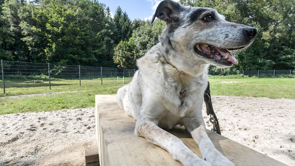 Wer in der Samtgemeinde Hesel einen Hund hält, zahlt dafür 48 Euro pro Jahr. Mit jedem Tier steigen die Steuern. Foto: Ortgies/Archiv