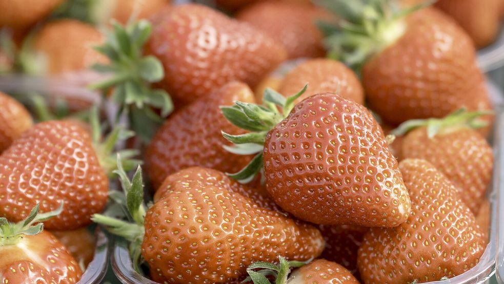Für viele sind Erdbeeren untrennbar mit dem Sommer verbunden. Ihr Name ist allerdings irreführend. Foto: IMAGO / Kirchner-Media