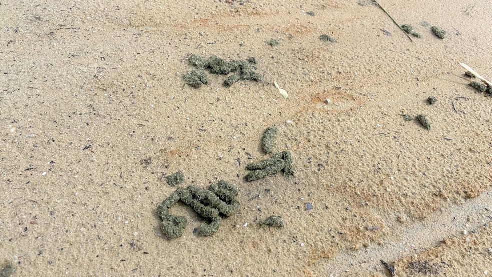 Kot von Gänsen am Strand des Hollener Sees. Das war ein Auslöser für einen Streit, der nun eskaliert ist. Foto: Kruse