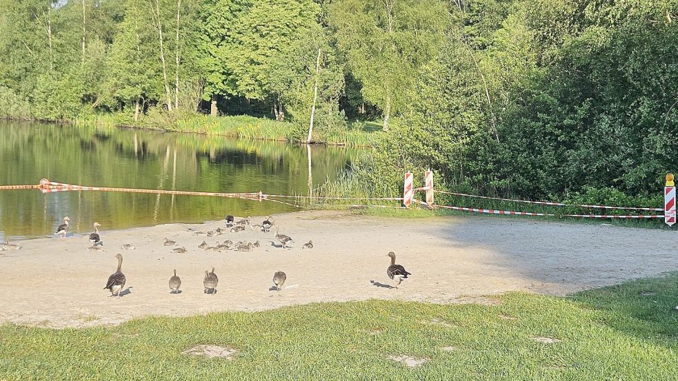 Das Foto hat Saterlands Bürgermeister Thomas Otto am Dienstag gemacht. Es zeigt Gänse mit ihrem Nachwuchs am Strand des Hollener Sees. Das Flatterband sollte sie davon abhalten, dort zu rasten. Otto ließ das Band wieder entfernen. Foto: Otto/Gemeinde Saterland