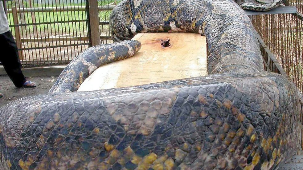 Pythons können selten auch Menschen verschlingen. Foto: dpa/EPA