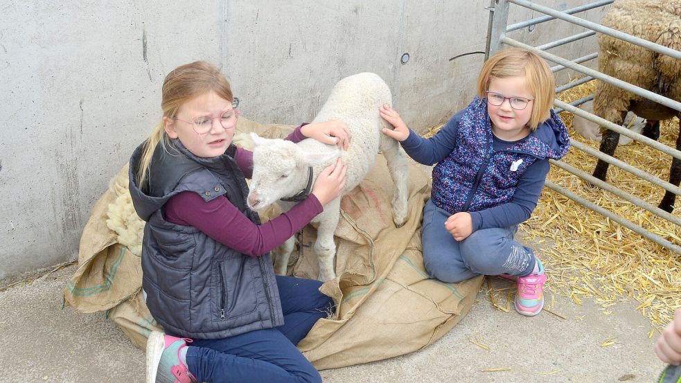 Nicht nur Kühe, sondern auch Schafe konnten gestreichelt werden – wie auf diesem Foto ein Zicklein.