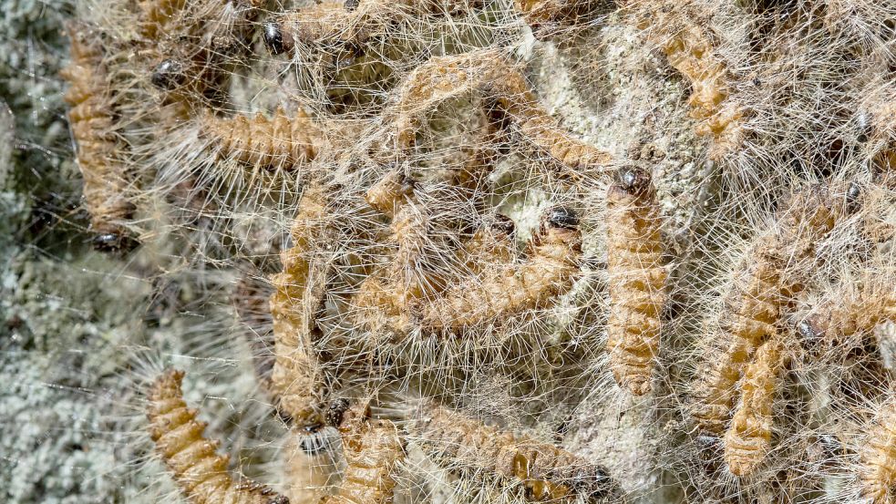 Eichenprozessionsspinner in ihrem Nest auf einem Baum. Die Nesselhaare der Raupen können beim Menschen gesundheitliche Schäden hervorrufen. Foto: Karmann / DPA