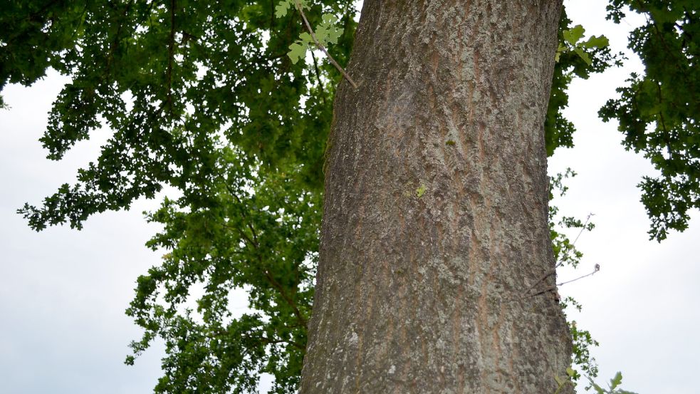 Die Raupen des Eichenprozessionsspinners bilden Kolonien in Gespinsten an den Stämmen von Eichen wie hier an der Langen Straße in Barßel. Foto: Fertig