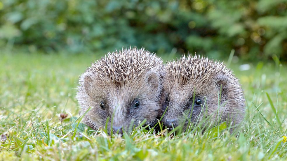 Die ersten Igel-Säuglinge können bereits im Juni geboren werden. Foto: IMAGO / CHROMORANGE