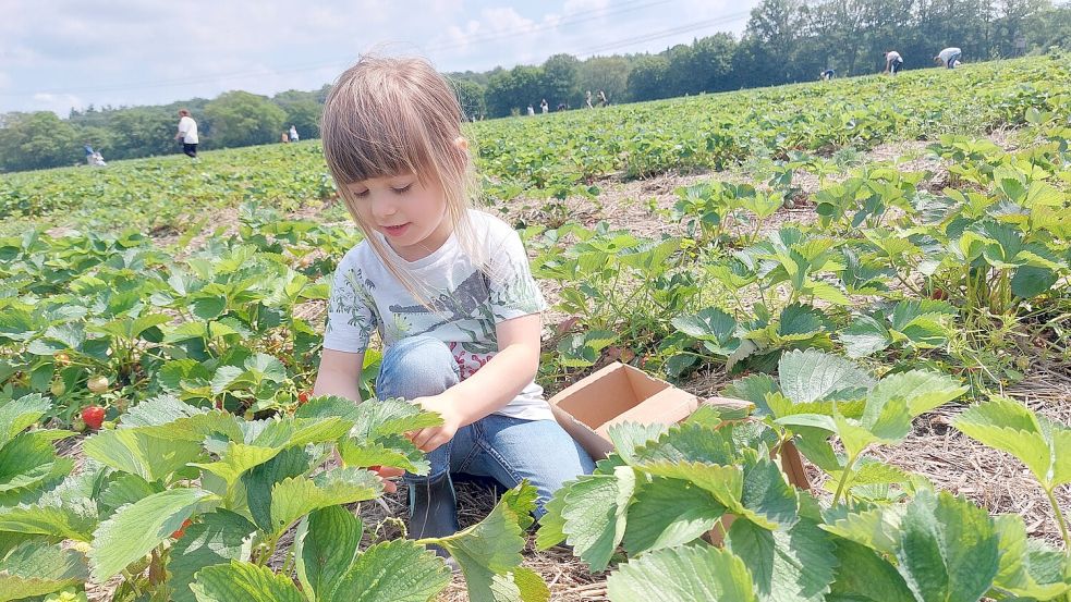 Gerade für Kinder ist der Ausflug auf das Erdbeer-Feld ein besonderer Reiz. Was es dabei zu beachten gilt, berichtet Erdbeer-Bauer Constantin Kaack. Foto: Janina Schmidt