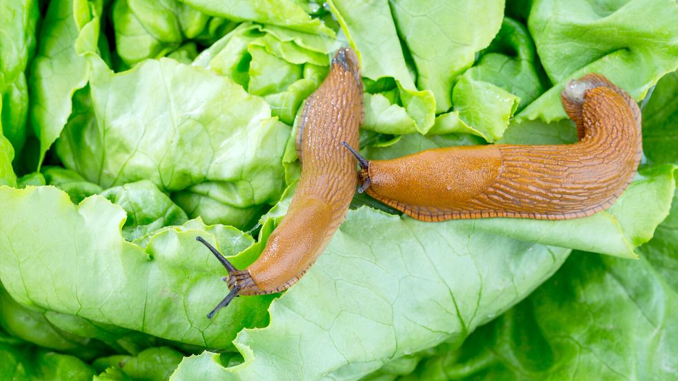 Die Spanische Wegschnecke ist derzeit eine regelrechte Plage. Bekämpfen können Sie sie mit noch mehr Schnecken. Foto: IMAGO/Zoonar/Erwin Wodicka