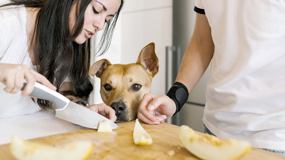 Darf der Hund von der Honigmelone naschen? Oder schadet das seiner Gesundheit? Foto: IMAGO / Westend61