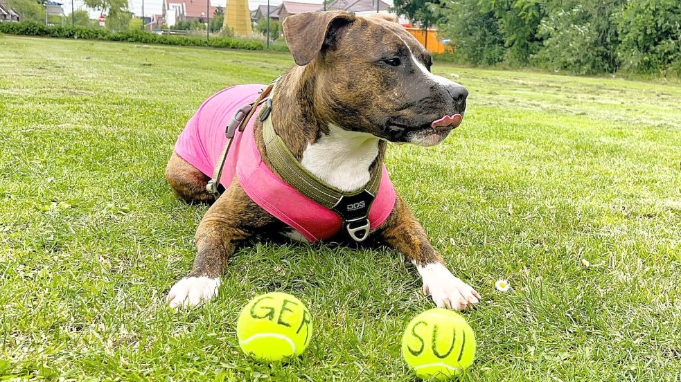 Was sagt das Hunde-Orakel zur Partie Deutschland vs. Schweiz? Einen der beiden Bälle wird sie holen. Eine knappe Kiste. Foto: Hagewiesche