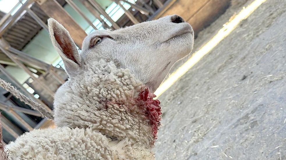 Diesen Kehlbiss konnte Rissbegutachter Erich Delfs eindeutig einem Wolf zuordnen. Foto: Bronn