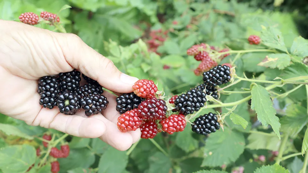 Beeren selbst pflücken und anschließend naschen, das geht in den Sommermonaten - doch wie gefährlich ist das? Foto: IMAGO/Shotshop