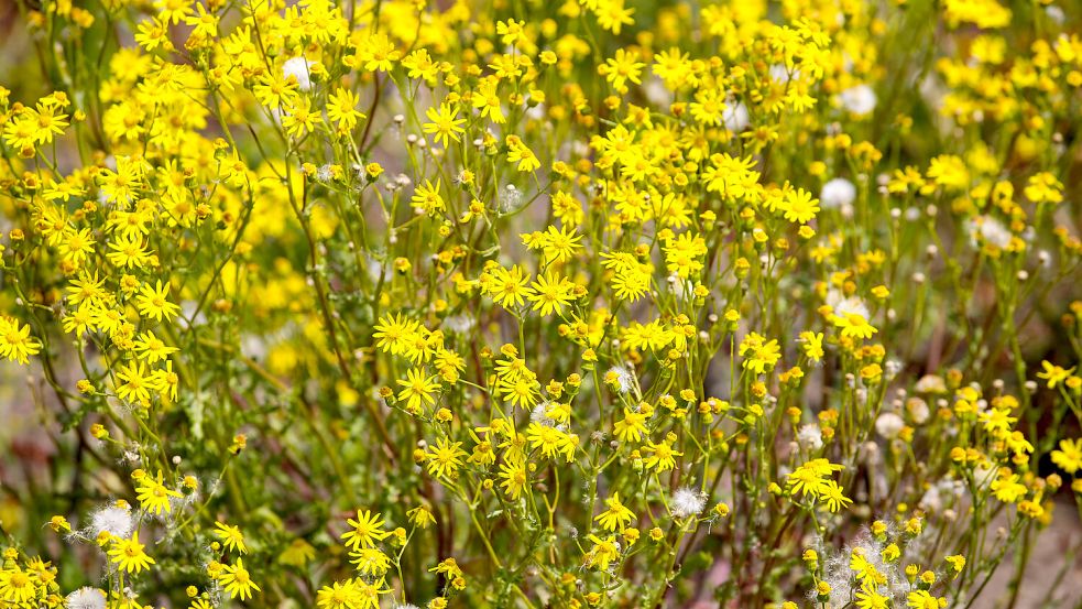Jakobskreuzkraut gilt als besonders giftig und hartnäckig. Foto: IMAGO/Christian Schroedter