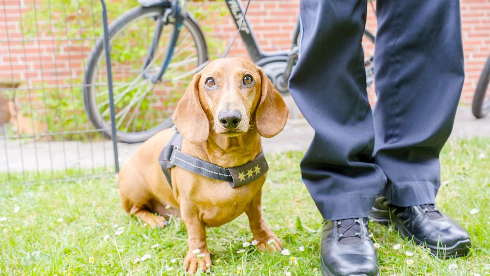 Nicht nur bei den Inselbewohnern von Spiekeroog bekannt: „Polizei“-Dackel Hubert. Foto: André Havergo