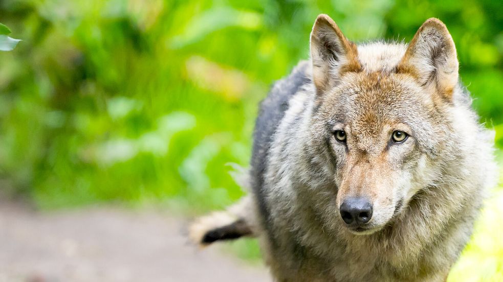 Im Landkreis Aurich tötet ein Wolf wiederholt Schafe und soll jetzt abgeschossen werden. Foto: dpa/Philipp Schulze