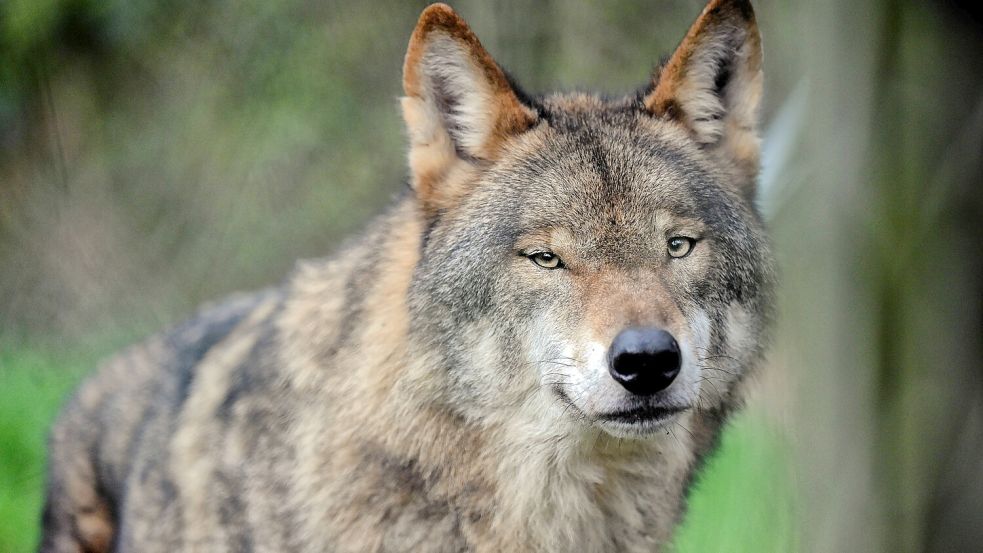 Lächelt Norderneys Wolf deshalb in alle Wildkameras, weil er uns etwas sagen will? (Symbolfoto) Foto: IMAGO/Funke Foto Services